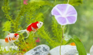 水草怎样养殖 水草怎样养殖最好