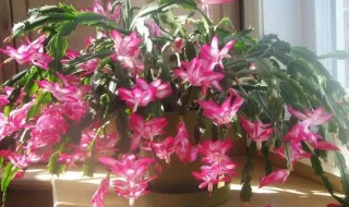 解角兰花怎样养殖（解角兰花怎样施肥）