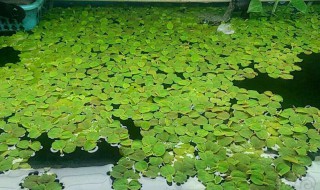 浮萍怎么繁殖（浮萍怎么繁殖后代）