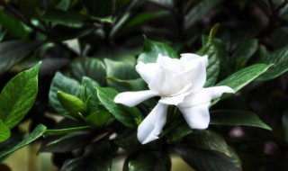 枳子花怎样养殖 栀子花怎么养