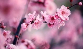 梅花怎样养殖 梅花怎样养殖视频