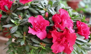 杜鹃花适合怎样养殖 杜鹃花怎么养殖好