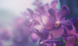 兰花怎样养殖 鲸鱼吊兰花怎样养殖