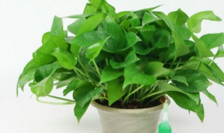 绿萝怎样养殖更茂盛（绿萝怎样养殖更茂盛一些）