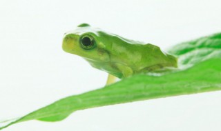 怎样养殖蟾蜍（怎样养殖蟾蜍容易成功）