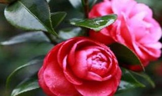 茶花怎样养殖（茶花养殖）