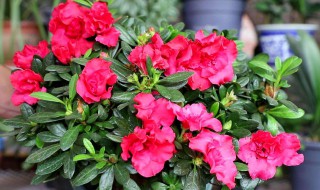 杜鹃花怎样养殖 杜鹃花怎样养殖和培植