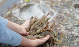 怎样养殖对虾 怎样养殖对虾视频教程