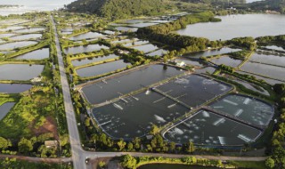 怎样养殖淡水虾（淡水虾怎么养殖技术）