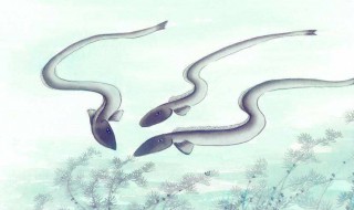 怎样养殖鳝鱼（黄鳝养殖）