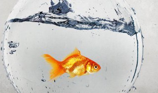 养鱼怎样养好水 养鱼如何先养水