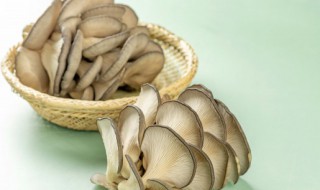 怎样学养殖平菇 怎样学养殖平菇技术