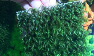 水草莫斯怎样养好（莫斯水草用什么水养）