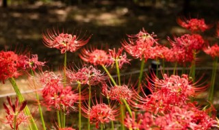 红花石蒜怎样养殖才能开花（石蒜花怎么养才开花）