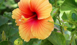 木槿花怎样养殖 木槿花如何养殖