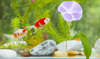怎样养好鱼 怎样养好鱼缸水草