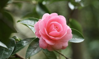 怎样把花养好（怎样把花养好 百度网盘）