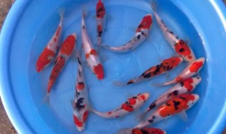 怎样养好锦鲤 怎样养好锦鲤水花