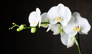 北方怎样养好兰花 北方怎样养好兰花盆栽