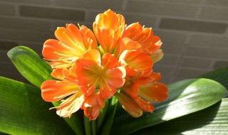 怎样养好君子兰花 怎样养好君子兰花盆栽