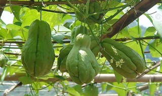 佛手瓜种植方法和技巧（佛手瓜的种植技巧）