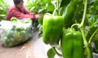 温室辣椒种植技巧（温室辣椒种植技巧和方法）