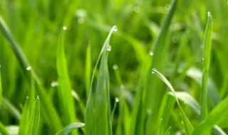 小麦苗种植技巧（小麦苗种植技巧和方法）