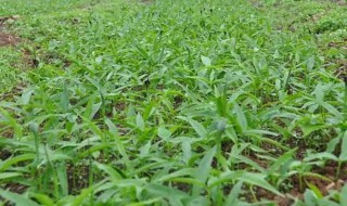 半夏种植技术技巧 半夏的种植技术与方法