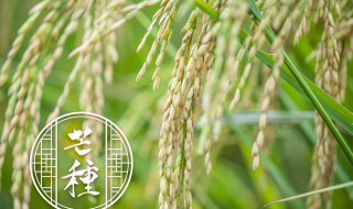 大米种植方法和技巧（大米种植方法和技巧图解）