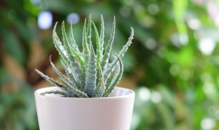 芦荟种植小技巧 芦荟种植小技巧视频