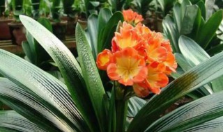 君子兰种植方法及技巧（君子兰种植方法及技巧视频）
