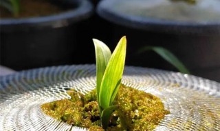 下山兰的种植技巧（下山兰种植方法）