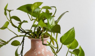 室内垂吊种植技巧盆栽（盆栽垂吊植物）