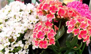 观赏花种植技巧（观赏花种植技巧和方法）