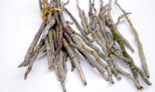 石斛没根的种植技巧 没根的石斛怎么种