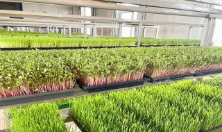 纸上种芽苗菜种植技巧（纸上种植芽苗菜的方法）
