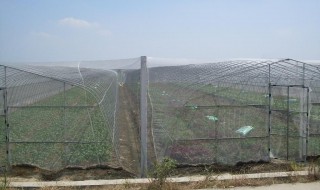 网棚防虫种植的技巧（防虫网平棚搭建方法）