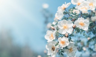 家庭盆栽花种植技巧（盆栽种花小技巧）
