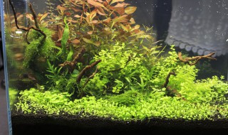 爬地矮珍珠种植技巧 趴地矮珍珠种植技巧