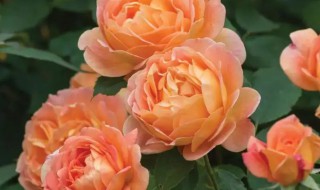 夏洛特夫人种植技巧 夏洛特夫人地栽