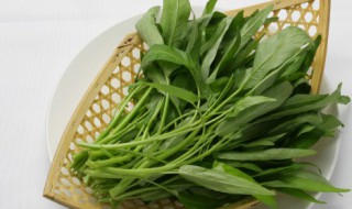 空心菜芽苗菜种植技巧（空心菜芽苗菜种植方法）