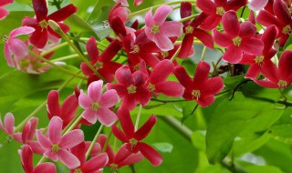 使君子种植技巧 种植使君子应该注意什么问题