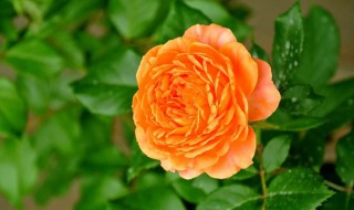 蜂蜜焦糖月季种植技巧（蜂蜜焦糖月季盆栽）