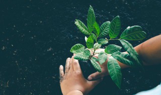 初学者种植技巧 初学者种植技巧图解