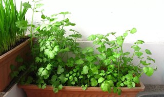 木箱蔬菜种植技巧（木箱蔬菜种植技巧图解）