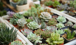 多肉仙人掌种植技巧