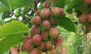 软枣种植方法和技巧（软枣的种植方法）