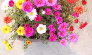 庭院太阳花种植技巧 庭院太阳花种植技巧和方法