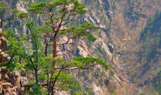 松树种植技巧（松树种植技巧和方法）