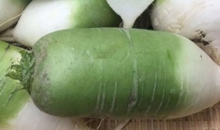 青萝卜种植方法和技巧（青萝卜种植的方法）
